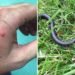 jamshedpur-snake-found-मानगो के हिल व्यू कॉलोनी में निकला आठ फीट का अजगर-देखिये-video, कैसे काबू में आया यह खतरनाक अजगर