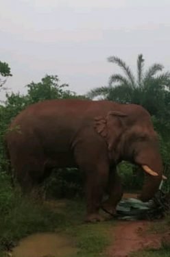 चाकुलिया : जंगल से निकलकर सड़क पर पहुंचा हाथी, ग्रामीणों में दहशत