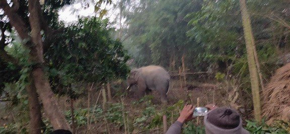 चाकुलिया : पुरनापानी गांव में घुसा हाथी, लोगों में दहशत चाकुलिया : पुरनापानी गांव में घुसा हाथी, लोगों में दहशत