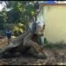dalma-elephant-in-trouble-दलमा : बीमार हाथी चम्पा गिरी, विभाग में खलबली, एक माह पूर्व एक पूर्व ठंड से लक्ष्मी की हो चुकी है मौत dalma-elephant-in-trouble-दलमा : बीमार हाथी चम्पा गिरी, विभाग में खलबली, एक माह पूर्व एक पूर्व ठंड से लक्ष्मी की हो चुकी है मौत