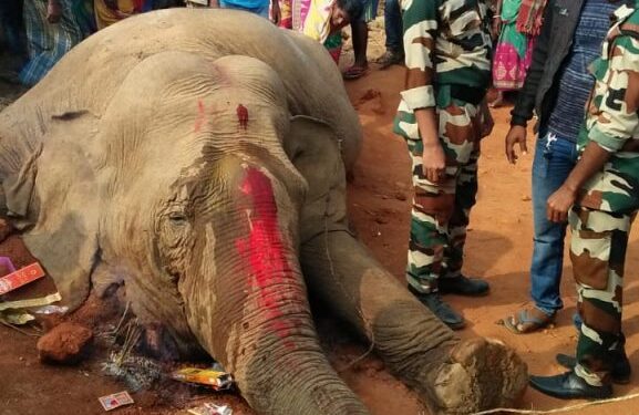 jamshedpur-elephant-death-चाकुलिया और कोकपाड़ा स्टेशन के बीच ट्रेन की चपेट में आकर मादा हाथी की मौत, वन विभाग ने हाथी के शव को कब्जे में लिया, ग्रामीणों ने की मृत मादा हाथी की पूजा jamshedpur-elephant-death-चाकुलिया और कोकपाड़ा स्टेशन के बीच ट्रेन की चपेट में आकर मादा हाथी की मौत, वन विभाग ने हाथी के शव को कब्जे में लिया, ग्रामीणों ने की मृत मादा हाथी की पूजा