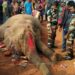 jamshedpur-elephant-death-चाकुलिया और कोकपाड़ा स्टेशन के बीच ट्रेन की चपेट में आकर मादा हाथी की मौत, वन विभाग ने हाथी के शव को कब्जे में लिया, ग्रामीणों ने की मृत मादा हाथी की पूजा