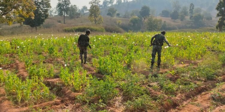 गोइलकेरा के तातिबेराजुरू में तीन एकड़ में लगी अफीम की फसल नष्ट किया गया गोइलकेरा के तातिबेराजुरू में तीन एकड़ में लगी अफीम की फसल नष्ट किया गया