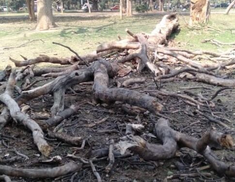 jamshedpur-jubilee-park-जुबिली पार्क में सूखे पेड़ हो रहे जानलेवा, जुबिली पार्क में घुम रही दो मुसलिम युवतियों पर गिरा पेड़, दोनों की स्थिति गंभीर jamshedpur-jubilee-park-जुबिली पार्क में सूखे पेड़ हो रहे जानलेवा, जुबिली पार्क में घुम रही दो मुसलिम युवतियों पर गिरा पेड़, दोनों की स्थिति गंभीर