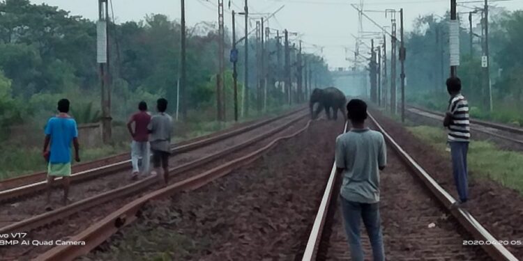Chaibasa : झुण्ड से बिछड़ कर हाथी जिला मुख्यालय से सटे महुसाई गांव में पहुंचा, लोगों में हड़कंप