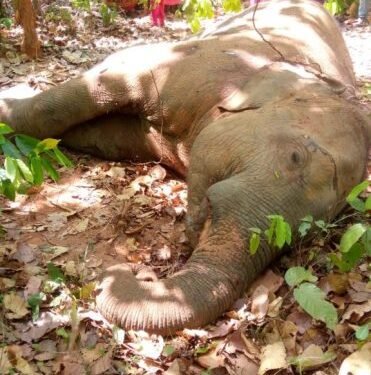 jharkhand-elephant-fight-झारखंड सीमा से सटे पश्चिम बंगाल के जंगल में हो गयी हाथियों के बीच लड़ाई, एक हाथी की मौत, दस हाथियों का झुंड मौके पर पहुंचे, वनकर्मी सकते में jharkhand-elephant-fight-झारखंड सीमा से सटे पश्चिम बंगाल के जंगल में हो गयी हाथियों के बीच लड़ाई, एक हाथी की मौत, दस हाथियों का झुंड मौके पर पहुंचे, वनकर्मी सकते में