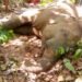 jharkhand-elephant-fight-झारखंड सीमा से सटे पश्चिम बंगाल के जंगल में हो गयी हाथियों के बीच लड़ाई, एक हाथी की मौत, दस हाथियों का झुंड मौके पर पहुंचे, वनकर्मी सकते में jharkhand-elephant-fight-झारखंड सीमा से सटे पश्चिम बंगाल के जंगल में हो गयी हाथियों के बीच लड़ाई, एक हाथी की मौत, दस हाथियों का झुंड मौके पर पहुंचे, वनकर्मी सकते में