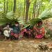 jamshedpur-rural-चाकुलिया में कोरोना वायरस का खौफ, रामकृष्ण मिशन के सेवकों से राशन लेने पर तीन सबर परिवार के 13 लोगों को गांव से खदेड़ा, पहाड़ पर तीन सबर परिवार एक सप्ताह तक रहे, आंधी बारिश आयी तो ताड़ का पत्ता के नीचे रहने को थे मजबूर, किया गया रेस्क्यू-video