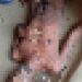 jamshedpur-rural-suspected-death-हैदराबाद से गांव लौटें चाकुलिया के व्यक्ति की संदेहास्पद मौत, 14 दिनों से लेकर एहतियातन क्वारंटाइन में था शख्स, जांच के बाद होगा मौत का खुलासा jamshedpur-rural-suspected-death-हैदराबाद से गांव लौटें चाकुलिया के व्यक्ति की संदेहास्पद मौत, 14 दिनों से लेकर एहतियातन क्वारंटाइन में था शख्स, जांच के बाद होगा मौत का खुलासा