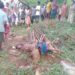 Elephant Attack : मंझारी में हाथी ने महिला को कुचला, मौके पर हुई मौत