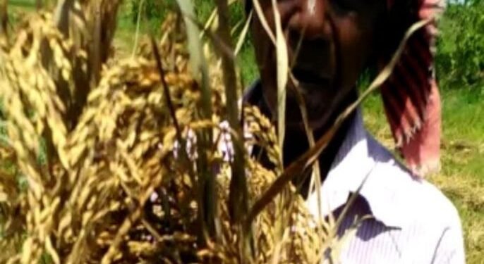 चाकुलिया : बरसात से गरमा धान नष्ट, खेत में पड़ी बाली से निकलने लगा है अंकुर