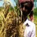 चाकुलिया : बरसात से गरमा धान नष्ट, खेत में पड़ी बाली से निकलने लगा है अंकुर चाकुलिया : बरसात से गरमा धान नष्ट, खेत में पड़ी बाली से निकलने लगा है अंकुर