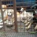 jamshedpur-dog-lovers-जमशेदपुर में आवारा कुत्तों को पकड़ने को ”डॉग लवर्स” ने रोका, जुस्को की गाड़ी रोककर हंगामा, डॉग लवर्स का आरोप-कुत्तों की नसबंदी कर जहां से पकड़ा गया, वहां से अलग एरिया में छोड़ दिया जाता है, दूसरे कुत्ते के एरिया में छोड़ देने के कारण कुत्तों की हो जा रही मौत-video jamshedpur-dog-lovers-जमशेदपुर में आवारा कुत्तों को पकड़ने को ”डॉग लवर्स” ने रोका, जुस्को की गाड़ी रोककर हंगामा, डॉग लवर्स का आरोप-कुत्तों की नसबंदी कर जहां से पकड़ा गया, वहां से अलग एरिया में छोड़ दिया जाता है, दूसरे कुत्ते के एरिया में छोड़ देने के कारण कुत्तों की हो जा रही मौत-video