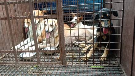 jamshedpur-dog-lovers-जमशेदपुर में आवारा कुत्तों को पकड़ने को ”डॉग लवर्स” ने रोका, जुस्को की गाड़ी रोककर हंगामा, डॉग लवर्स का आरोप-कुत्तों की नसबंदी कर जहां से पकड़ा गया, वहां से अलग एरिया में छोड़ दिया जाता है, दूसरे कुत्ते के एरिया में छोड़ देने के कारण कुत्तों की हो जा रही मौत-video jamshedpur-dog-lovers-जमशेदपुर में आवारा कुत्तों को पकड़ने को ”डॉग लवर्स” ने रोका, जुस्को की गाड़ी रोककर हंगामा, डॉग लवर्स का आरोप-कुत्तों की नसबंदी कर जहां से पकड़ा गया, वहां से अलग एरिया में छोड़ दिया जाता है, दूसरे कुत्ते के एरिया में छोड़ देने के कारण कुत्तों की हो जा रही मौत-video