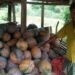 jamshedpur-rural-लॉकडाउन से किसानों को नुकसान, कालियाम पंचायत के कई किसानों के घर में नष्ट हुई सब्जियां-video