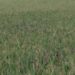 jamshedpur-rural-चाकुलिया के कालियाम पंचायत में अज्ञात बीमारी से गरमा धान बर्बाद, किसानों को भारी नुकसान