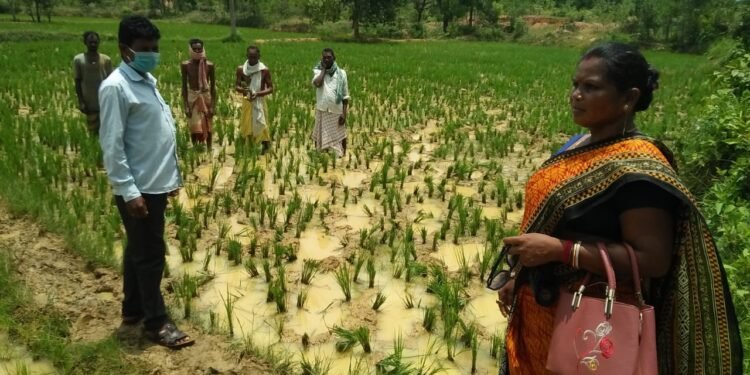 Chakulia-elephants-attack : जामुआ के माचाडीहा में हाथियों ने मचाया उत्पात, धान के बिचड़ा और बांस के राइजोम को किया नष्ट Chakulia-elephants-attack : जामुआ के माचाडीहा में हाथियों ने मचाया उत्पात, धान के बिचड़ा और बांस के राइजोम को किया नष्ट