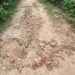 west-singhbhum-Operation against Naxalites : नक्सलियों की पुलिस को उड़ाने की साजिश फिर नाकाम, चाईबासा पुलिस ने 11लैंडमाइन किये बरामद