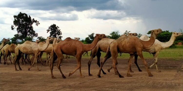 Cattle-smuggling-camels : बांग्लादेश बॉर्डर से चाकुलिया गौशाला पहुंचे 17 ऊंट