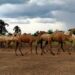 Cattle-smuggling-camels : बांग्लादेश बॉर्डर से चाकुलिया गौशाला पहुंचे 17 ऊंट