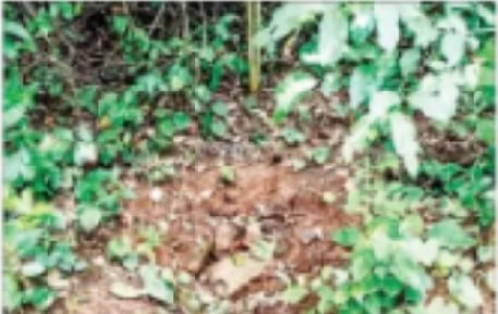 west singhbhum: मनोहरपुर के छोटानागरा के पेचा गांव में दादी- पोती का अपहरण करने का बाद हत्या, जंगल से दोनों शव बरामद, पुलिस जांच में जुटी west singhbhum: मनोहरपुर के छोटानागरा के पेचा गांव में दादी- पोती का अपहरण करने का बाद हत्या, जंगल से दोनों शव बरामद, पुलिस जांच में जुटी