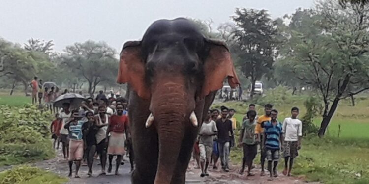 jamshedpur-rural-बहरागोड़ा के गांव में घुसा हाथी, बाहर निकालने में गांववालों के छूटे पसीने