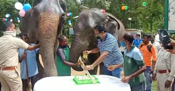 Dalma Wildlife Sanctuary : दलमा वन्य प्राणी आश्रयणी में मनाया गया ‘रजनी’ का 11 वां जन्मदिन, कटा 10 पाउंड का केक, देखें-Video Dalma Wildlife Sanctuary : दलमा वन्य प्राणी आश्रयणी में मनाया गया ‘रजनी’ का 11 वां जन्मदिन, कटा 10 पाउंड का केक, देखें-Video