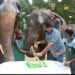 Dalma Wildlife Sanctuary : दलमा वन्य प्राणी आश्रयणी में मनाया गया ‘रजनी’ का 11 वां जन्मदिन, कटा 10 पाउंड का केक, देखें-Video Dalma Wildlife Sanctuary : दलमा वन्य प्राणी आश्रयणी में मनाया गया ‘रजनी’ का 11 वां जन्मदिन, कटा 10 पाउंड का केक, देखें-Video