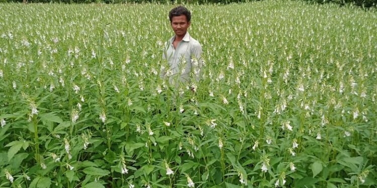 Jamshedpur-rural : गरमा धान पर भी किसानों को न्यूनतम समर्थन मूल्य मिले : डॉ गोस्वामी Jamshedpur-rural : गरमा धान पर भी किसानों को न्यूनतम समर्थन मूल्य मिले : डॉ गोस्वामी