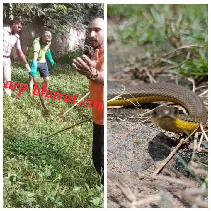 Jamshedpur two snake rescued जमशेदपुर में दो जगहों पर निकला सांप, 1