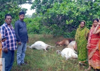 Jamshedpur rural cattle dies – चाकुलिया में वज्रपात से कई मवेशियों की मौत, मैदान में घास चलते समय हुआ हादसा