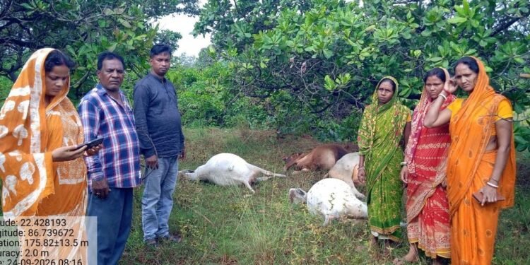Jamshedpur rural cattle dies – चाकुलिया में वज्रपात से कई मवेशियों की मौत, मैदान में घास चलते समय हुआ हादसा