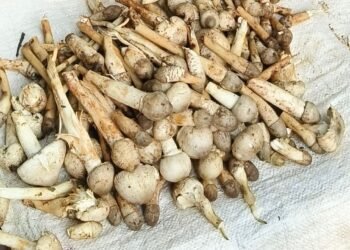 jamshedpur rural- बहरागोड़ा के जंगलों की खुखड़ी चमका रही की किस्मत, बाज़ार में 300 से 550 रूपये किलो तक डिमांड