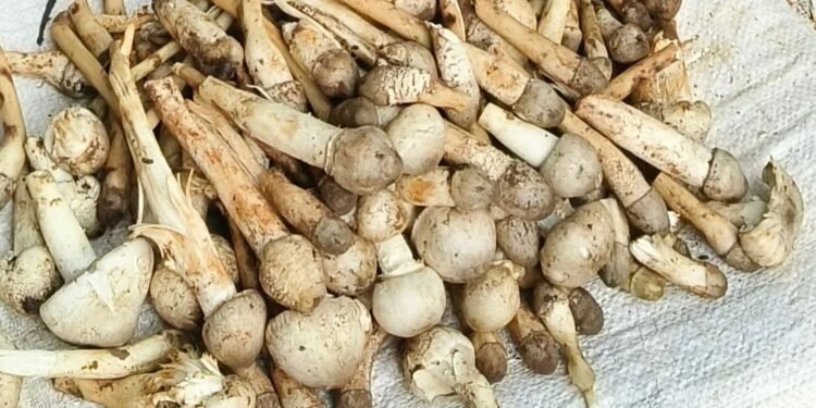 jamshedpur rural- बहरागोड़ा के जंगलों की खुखड़ी चमका रही की किस्मत, बाज़ार में 300 से 550 रूपये किलो तक डिमांड jamshedpur rural- बहरागोड़ा के जंगलों की खुखड़ी चमका रही की किस्मत, बाज़ार में 300 से 550 रूपये किलो तक डिमांड