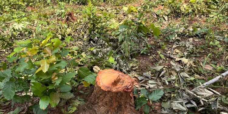 Jamshedpur rural ex bjp president : भाजपा के पूर्व प्रदेश अध्यक्ष डॉ दिनेशानंद गोस्वामी का झारखंड सरकार पर वार, कहा – झामुमो शासन में जंगल भी सुरक्षित नहीं Jamshedpur rural ex bjp president : भाजपा के पूर्व प्रदेश अध्यक्ष डॉ दिनेशानंद गोस्वामी का झारखंड सरकार पर वार, कहा – झामुमो शासन में जंगल भी सुरक्षित नहीं