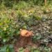 Jamshedpur rural ex bjp president : भाजपा के पूर्व प्रदेश अध्यक्ष डॉ दिनेशानंद गोस्वामी का झारखंड सरकार पर वार, कहा – झामुमो शासन में जंगल भी सुरक्षित नहीं Jamshedpur rural ex bjp president : भाजपा के पूर्व प्रदेश अध्यक्ष डॉ दिनेशानंद गोस्वामी का झारखंड सरकार पर वार, कहा – झामुमो शासन में जंगल भी सुरक्षित नहीं