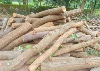 Jamshedpur rural forest department action : चाकुलिया में धड़ल्ले से हो रही है साल पेड़ों की कटाई, वन विभाग ने शुरु की कार्रवाई, देखिए – video Jamshedpur rural forest department action : चाकुलिया में धड़ल्ले से हो रही है साल पेड़ों की कटाई, वन विभाग ने शुरु की कार्रवाई, देखिए – video