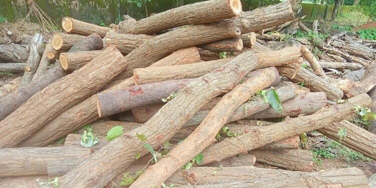 Jamshedpur rural forest department action : चाकुलिया में धड़ल्ले से हो रही है साल पेड़ों की कटाई, वन विभाग ने शुरु की कार्रवाई, देखिए – video Jamshedpur rural forest department action : चाकुलिया में धड़ल्ले से हो रही है साल पेड़ों की कटाई, वन विभाग ने शुरु की कार्रवाई, देखिए – video
