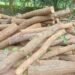 Jamshedpur rural forest department action : चाकुलिया में धड़ल्ले से हो रही है साल पेड़ों की कटाई, वन विभाग ने शुरु की कार्रवाई, देखिए – video Jamshedpur rural forest department action : चाकुलिया में धड़ल्ले से हो रही है साल पेड़ों की कटाई, वन विभाग ने शुरु की कार्रवाई, देखिए – video