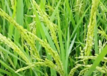 jamshedpur rural- गालूडीह व आस पास के खेतों में फूटने लगीं धान की बालियां, अच्छी उपज की उम्मीद से किसानों में खुशी, दाने भरने के समय खास सावधानी रखने की सलाह jamshedpur rural- गालूडीह व आस पास के खेतों में फूटने लगीं धान की बालियां, अच्छी उपज की उम्मीद से किसानों में खुशी, दाने भरने के समय खास सावधानी रखने की सलाह