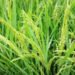 jamshedpur rural- गालूडीह व आस पास के खेतों में फूटने लगीं धान की बालियां, अच्छी उपज की उम्मीद से किसानों में खुशी, दाने भरने के समय खास सावधानी रखने की सलाह jamshedpur rural- गालूडीह व आस पास के खेतों में फूटने लगीं धान की बालियां, अच्छी उपज की उम्मीद से किसानों में खुशी, दाने भरने के समय खास सावधानी रखने की सलाह