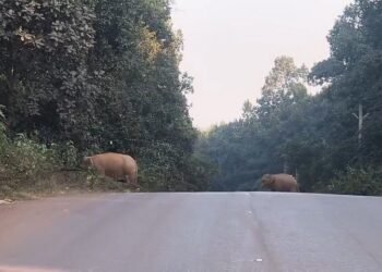 kolhan elephants rampage- सारंडा से दलमा, बहरागोड़ा और मुसाबनी तक हाथियों का उत्पात जारी, सैकड़ों एकड़ में लगी धान की फसल को नुकसान, चक्रधरपुर रेल मंडल में आठ दिनों के दौरान करीब 26 घंटे तक प्रभावित रहा रेल परिचालन kolhan elephants rampage- सारंडा से दलमा, बहरागोड़ा और मुसाबनी तक हाथियों का उत्पात जारी, सैकड़ों एकड़ में लगी धान की फसल को नुकसान, चक्रधरपुर रेल मंडल में आठ दिनों के दौरान करीब 26 घंटे तक प्रभावित रहा रेल परिचालन