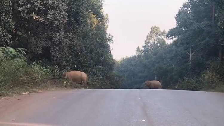 kolhan elephants rampage- सारंडा से दलमा, बहरागोड़ा और मुसाबनी तक हाथियों का उत्पात जारी, सैकड़ों एकड़ में लगी धान की फसल को नुकसान, चक्रधरपुर रेल मंडल में आठ दिनों के दौरान करीब 26 घंटे तक प्रभावित रहा रेल परिचालन