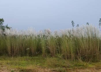 jamshedpur rural- कास के फूलों की सफेद चादर से सजा बहरागोड़ा, त्योहारों के आगमन का संकेत jamshedpur rural- कास के फूलों की सफेद चादर से सजा बहरागोड़ा, त्योहारों के आगमन का संकेत