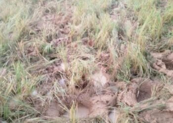 Jamshedpur rural elephant terror – चाकुलिया में हाथी ने धान की फसल को किया नष्ट, किसान परेशान