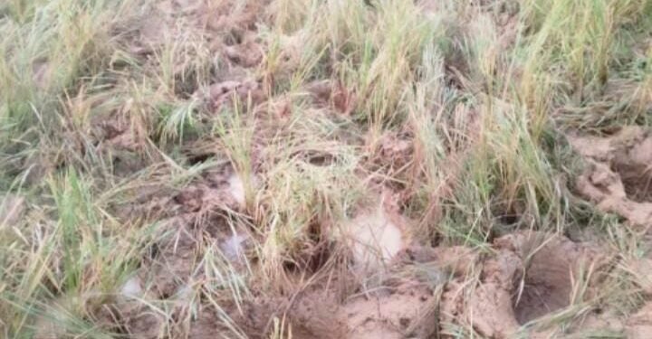 Jamshedpur rural elephant terror – चाकुलिया में हाथी ने धान की फसल को किया नष्ट, किसान परेशान