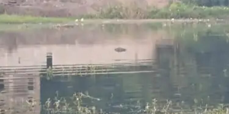 Adityapur body found : आदित्यपुर में 24 घंटे के भीतर मिली दूसरी लाश, सनसनी Adityapur body found : आदित्यपुर में 24 घंटे के भीतर मिली दूसरी लाश, सनसनी