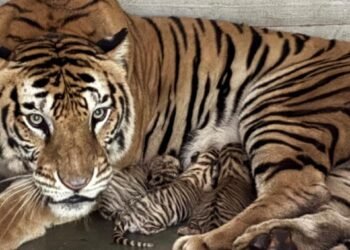 Tata zoo new tiger name – टाटा जू में तीन बाघ शावकों का जन्म, नामकरण के लिए आम लोगों से मांगे सुझाव Tata zoo new tiger name – टाटा जू में तीन बाघ शावकों का जन्म, नामकरण के लिए आम लोगों से मांगे सुझाव