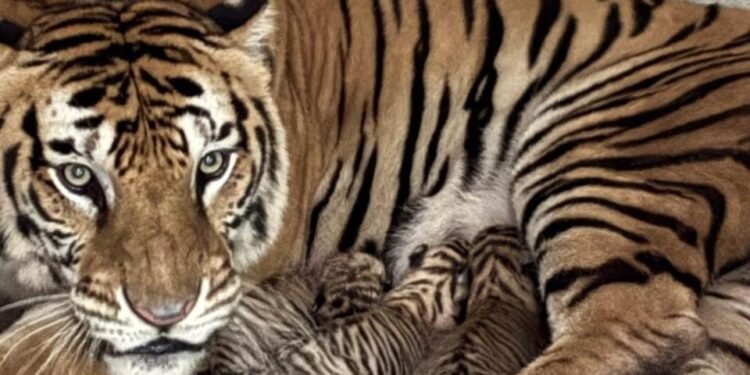 Tata zoo new tiger name – टाटा जू में तीन बाघ शावकों का जन्म, नामकरण के लिए आम लोगों से मांगे सुझाव Tata zoo new tiger name – टाटा जू में तीन बाघ शावकों का जन्म, नामकरण के लिए आम लोगों से मांगे सुझाव