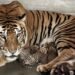 Tata zoo new tiger name – टाटा जू में तीन बाघ शावकों का जन्म, नामकरण के लिए आम लोगों से मांगे सुझाव Tata zoo new tiger name – टाटा जू में तीन बाघ शावकों का जन्म, नामकरण के लिए आम लोगों से मांगे सुझाव